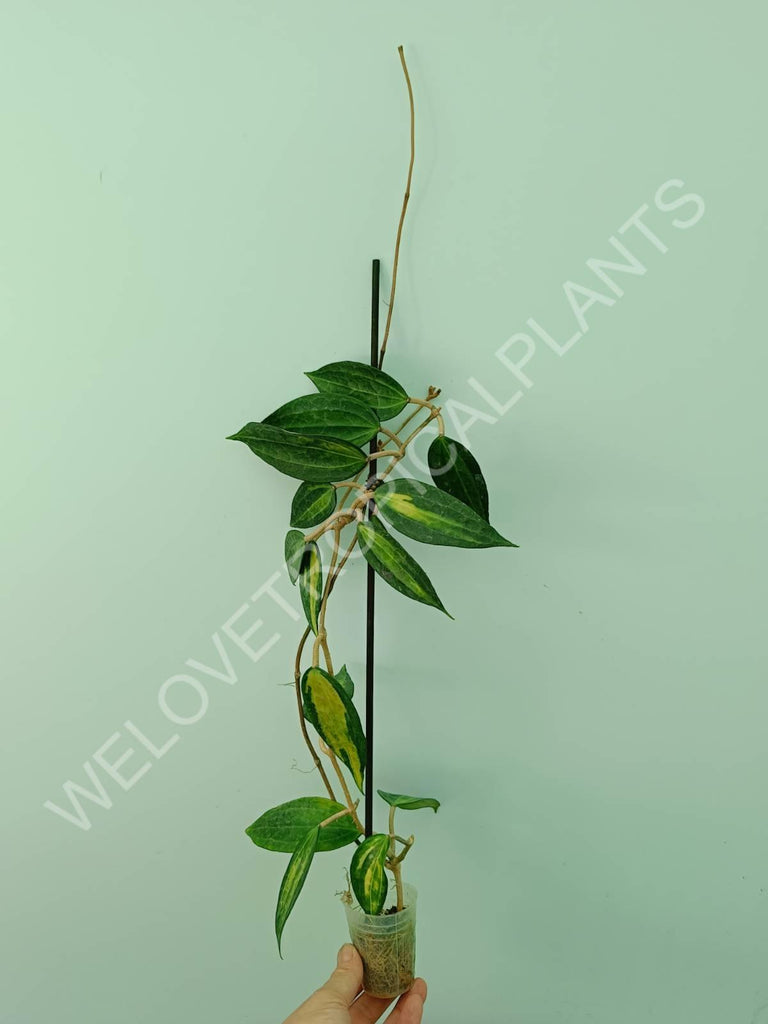 Hoya macrophylla variegata Pot of the Gold (inner variegation)