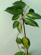 Hoya macrophylla variegata Pot of the Gold (inner variegation)