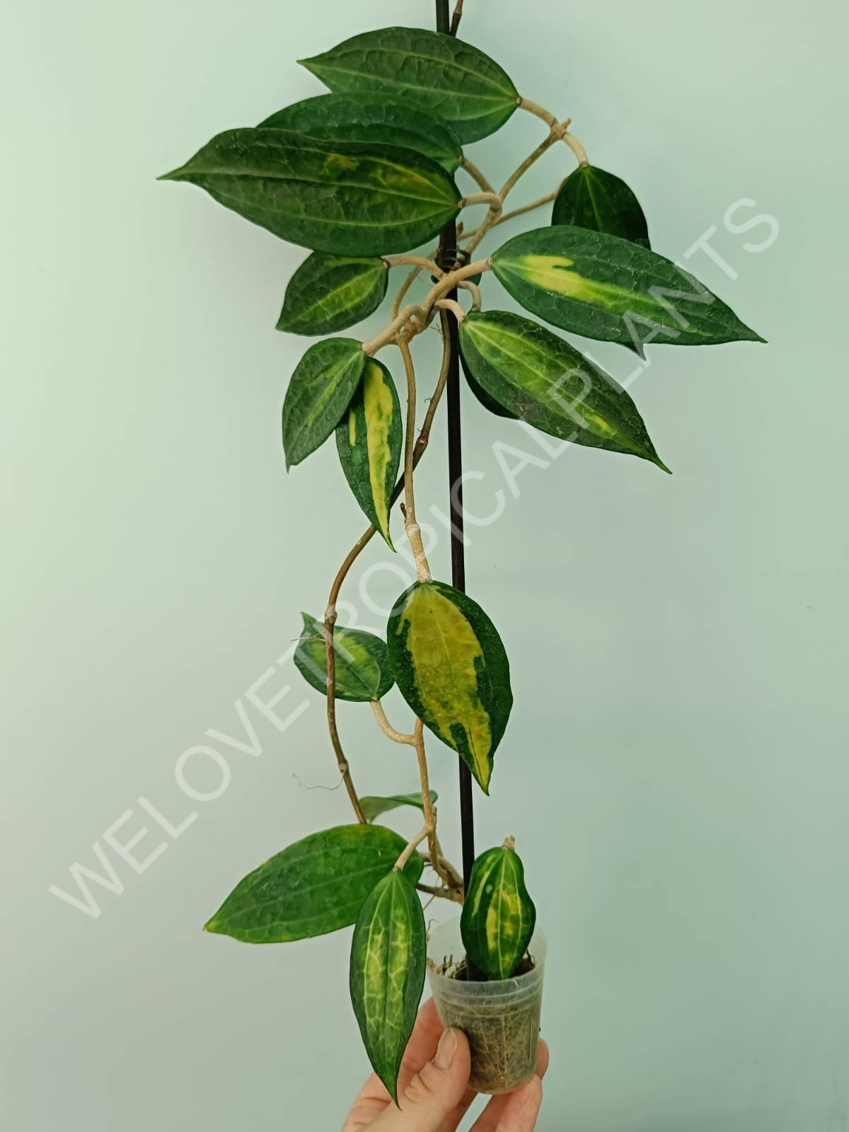 Hoya macrophylla variegata Pot of the Gold (inner variegation)