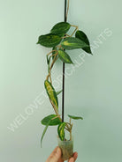 Hoya macrophylla variegata Pot of the Gold (inner variegation)