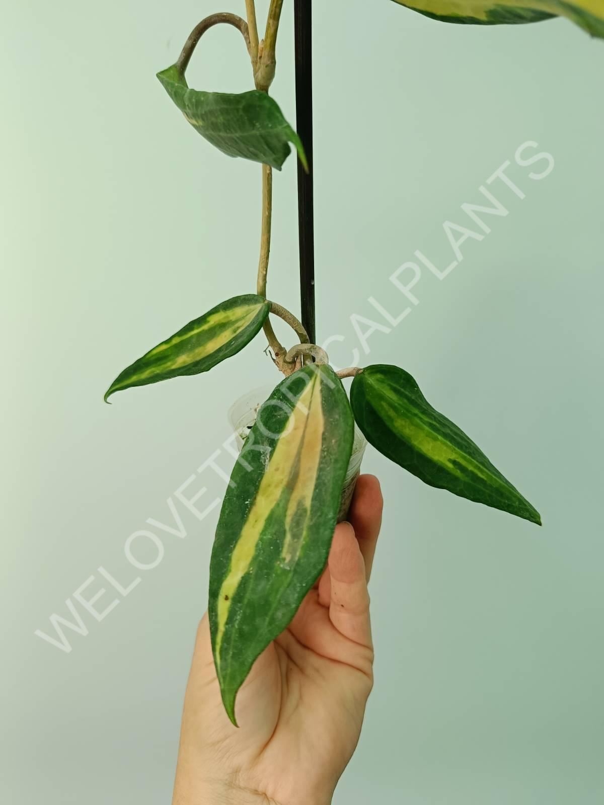 Hoya macrophylla variegata Pot of the Gold (inner variegation)