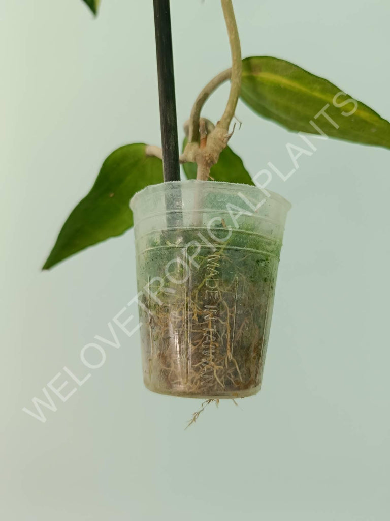 Hoya macrophylla variegata Pot of the Gold (inner variegation)
