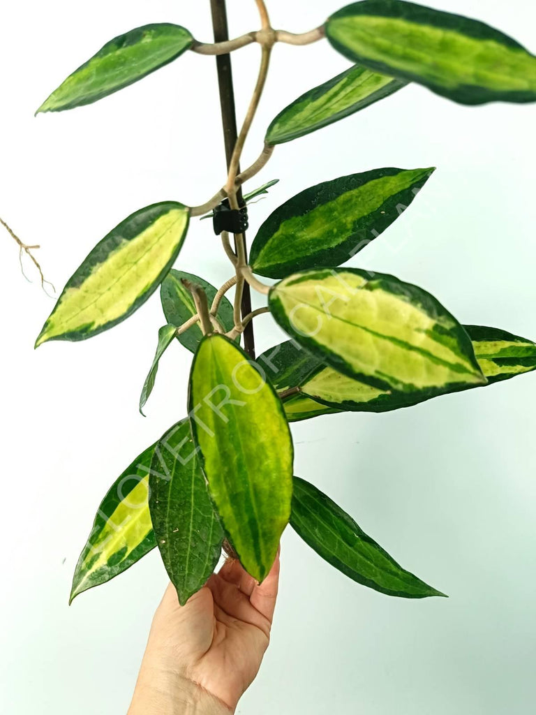 Hoya macrophylla variegata Pot of the Gold (inner variegation)