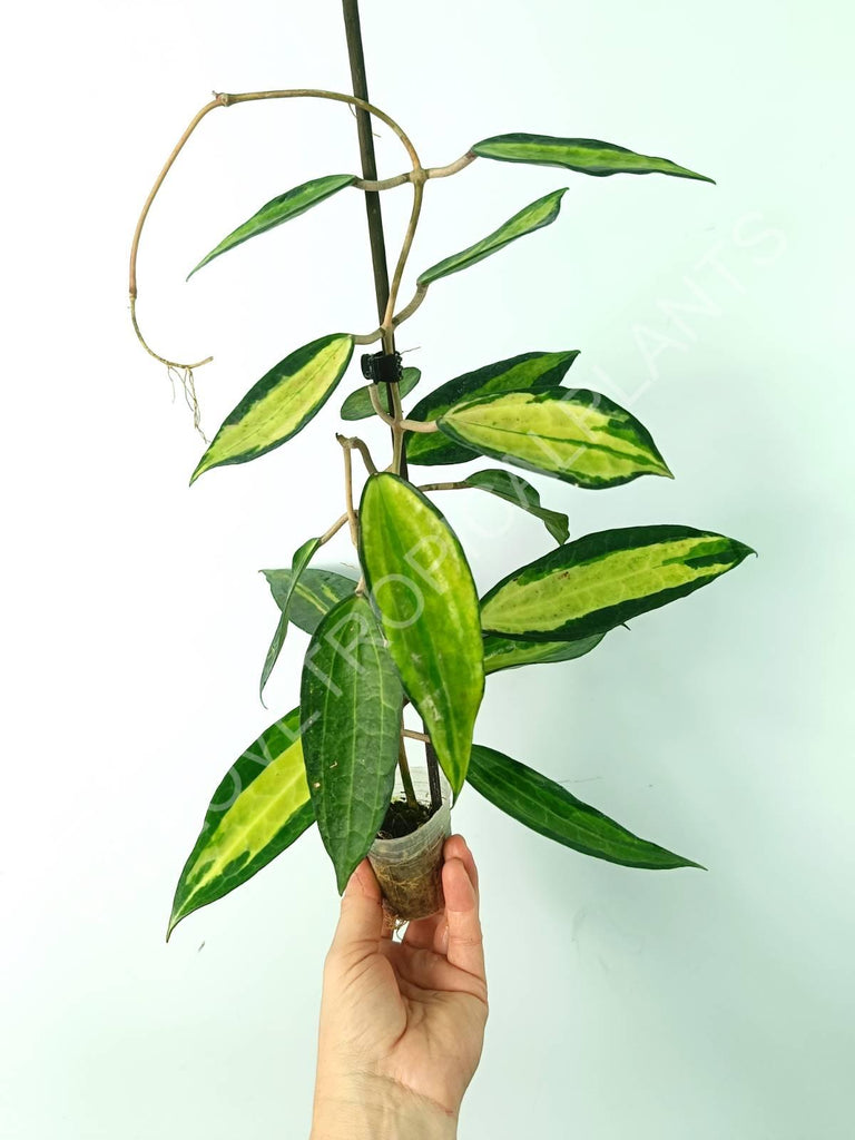 Hoya macrophylla variegata Pot of the Gold (inner variegation)