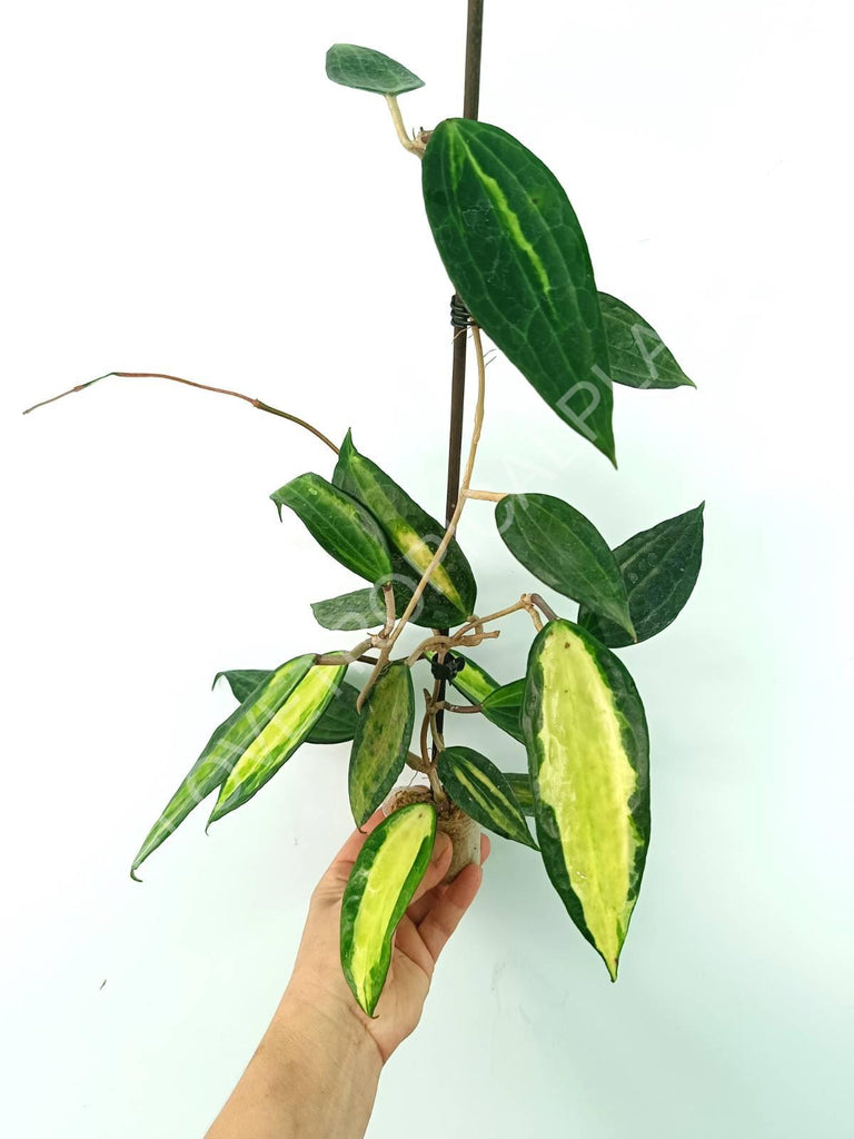 Hoya macrophylla variegata Pot of the Gold (inner variegation)