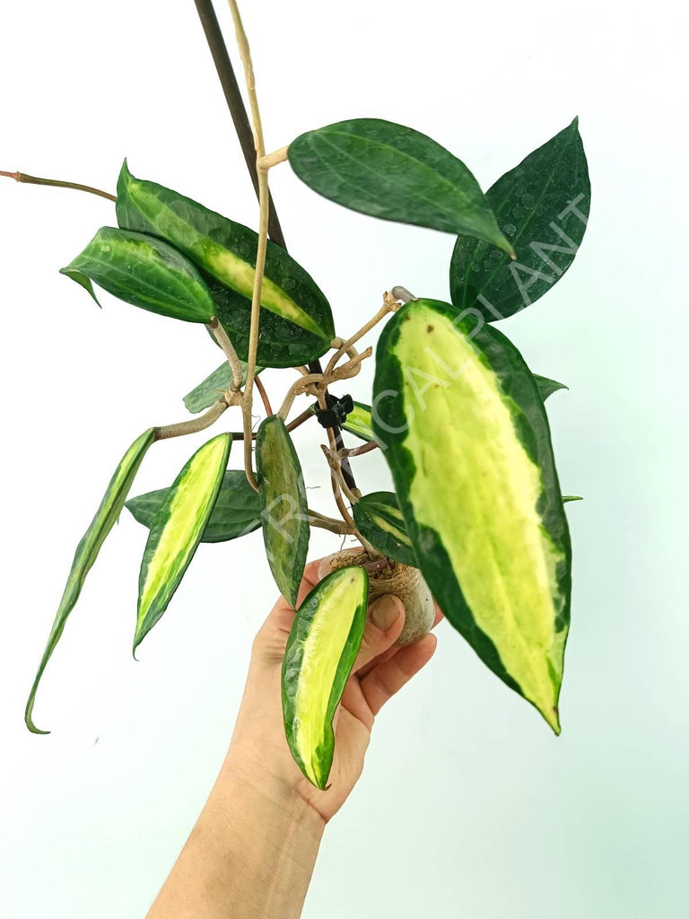 Hoya macrophylla variegata Pot of the Gold (inner variegation)