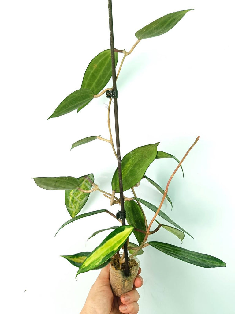 Hoya macrophylla variegata Pot of the Gold (inner variegation)