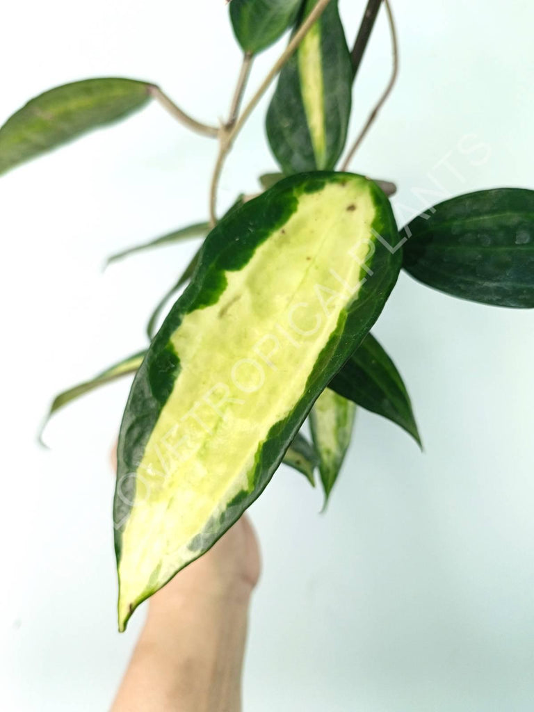 Hoya macrophylla variegata Pot of the Gold (inner variegation)