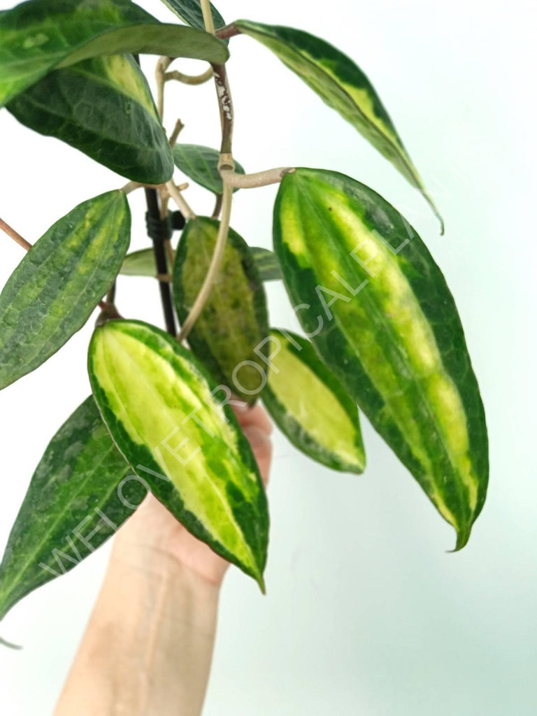 Hoya macrophylla variegata Pot of the Gold (inner variegation)