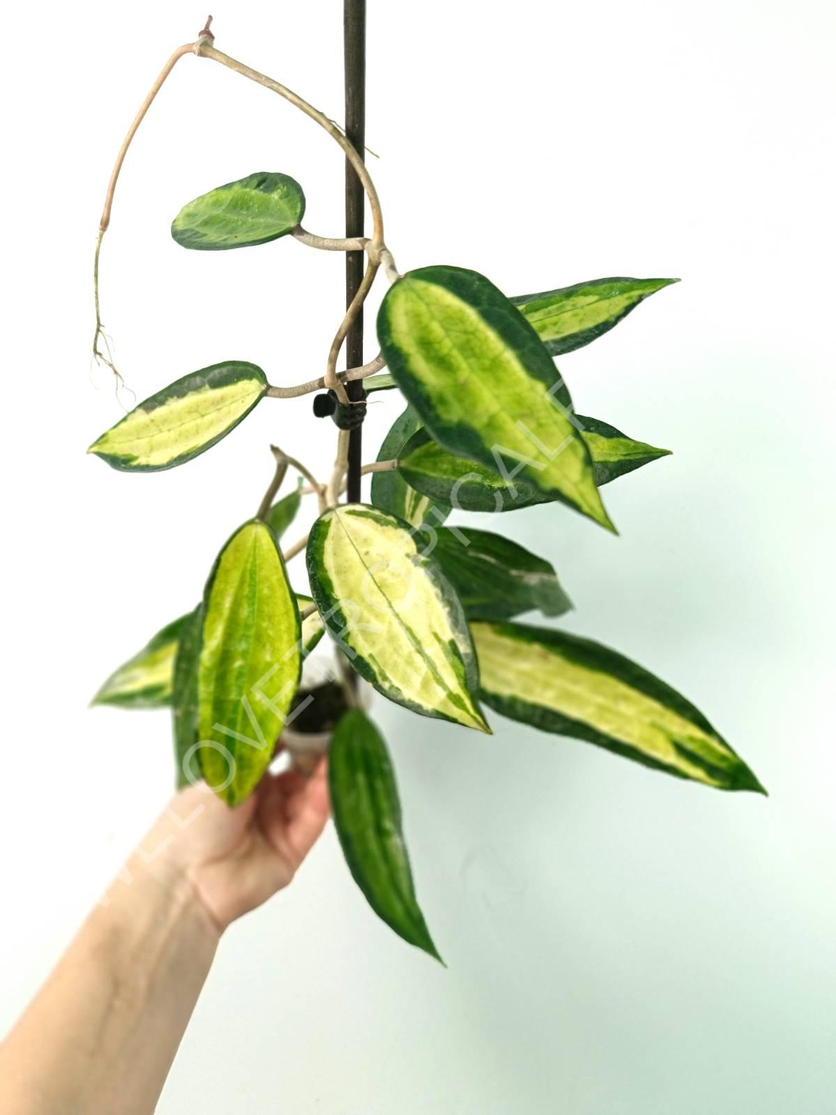 Hoya Macrophylla variegata Pot of the Gold (inner variegation)