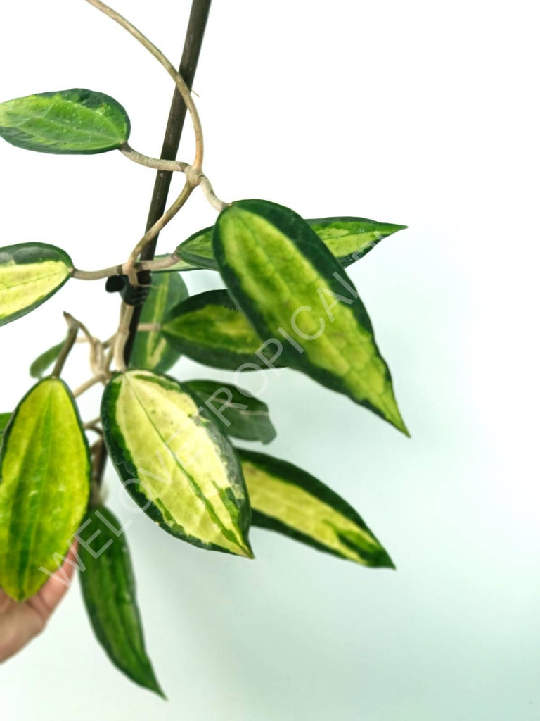 Hoya macrophylla variegata Pot of the Gold (inner variegation)