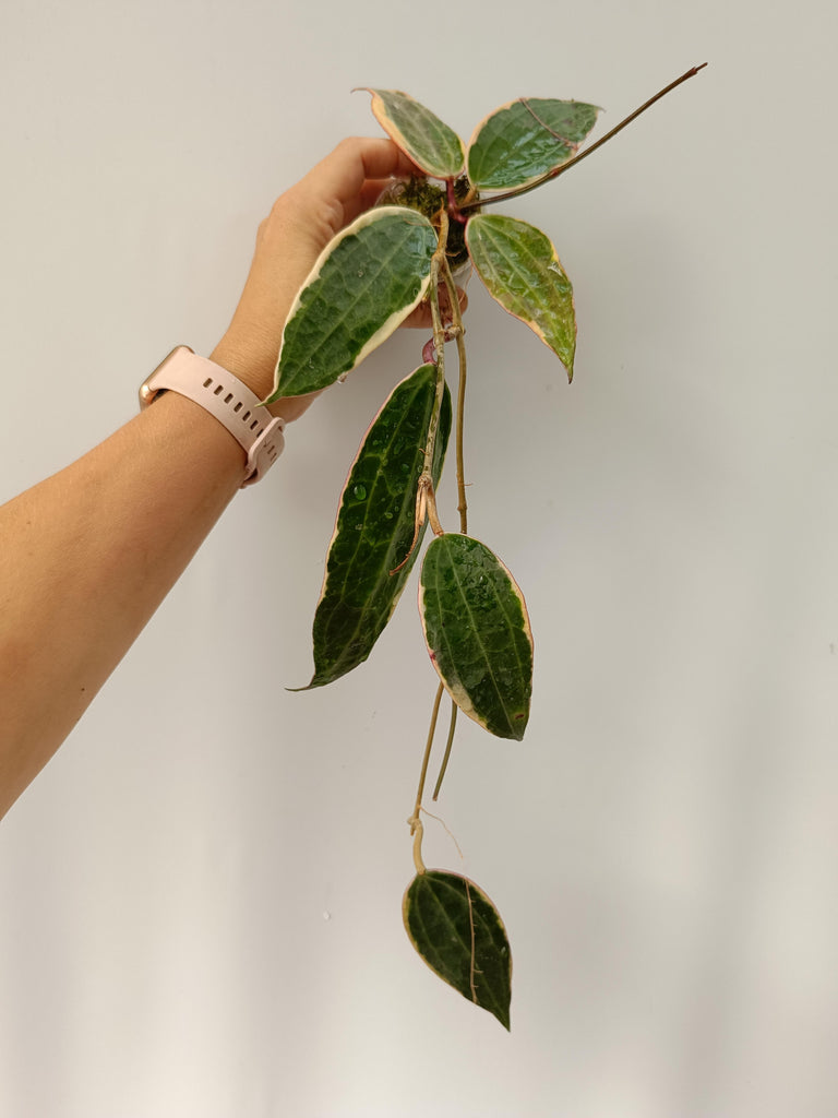 Hoya macrophylla variegata