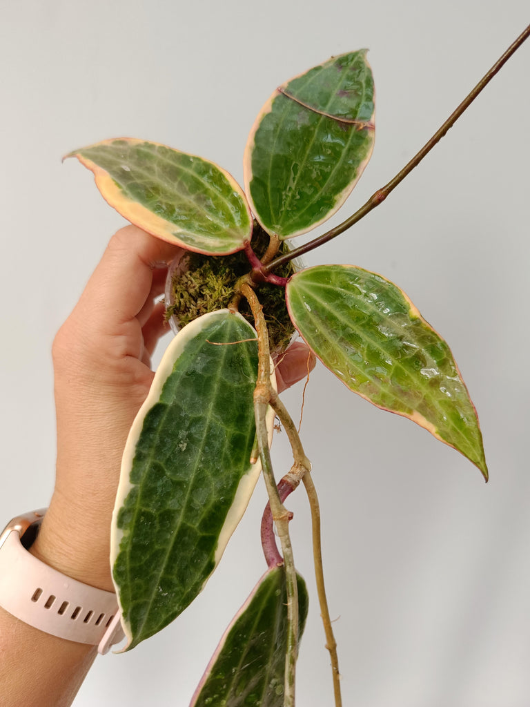 Hoya macrophylla variegata