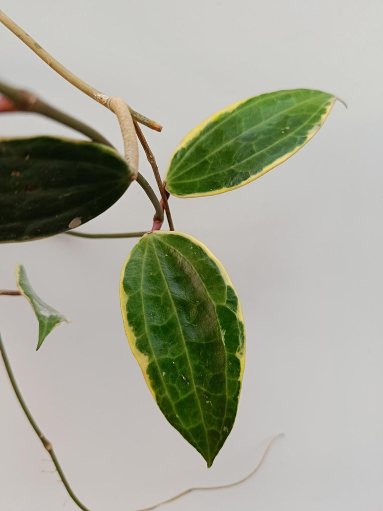 Hoya macrophylla variegata