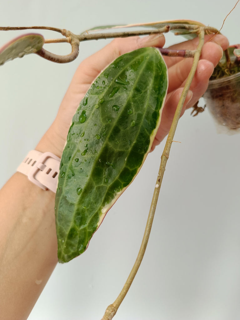 Hoya macrophylla variegata