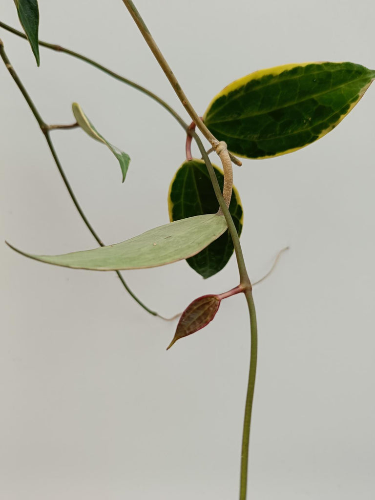 Hoya macrophylla variegata