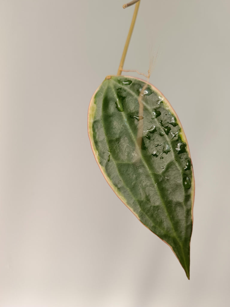 Hoya macrophylla variegata