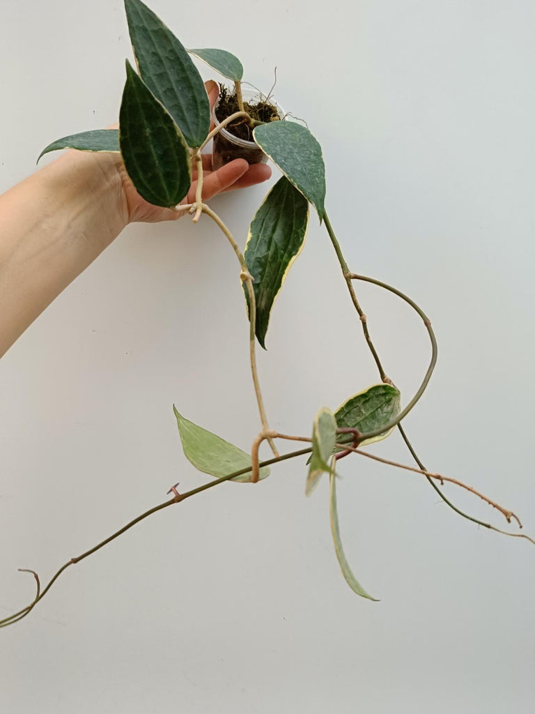 Hoya macrophylla variegata