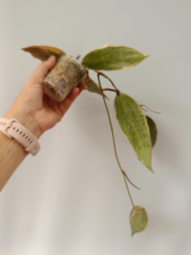 Hoya macrophylla variegata