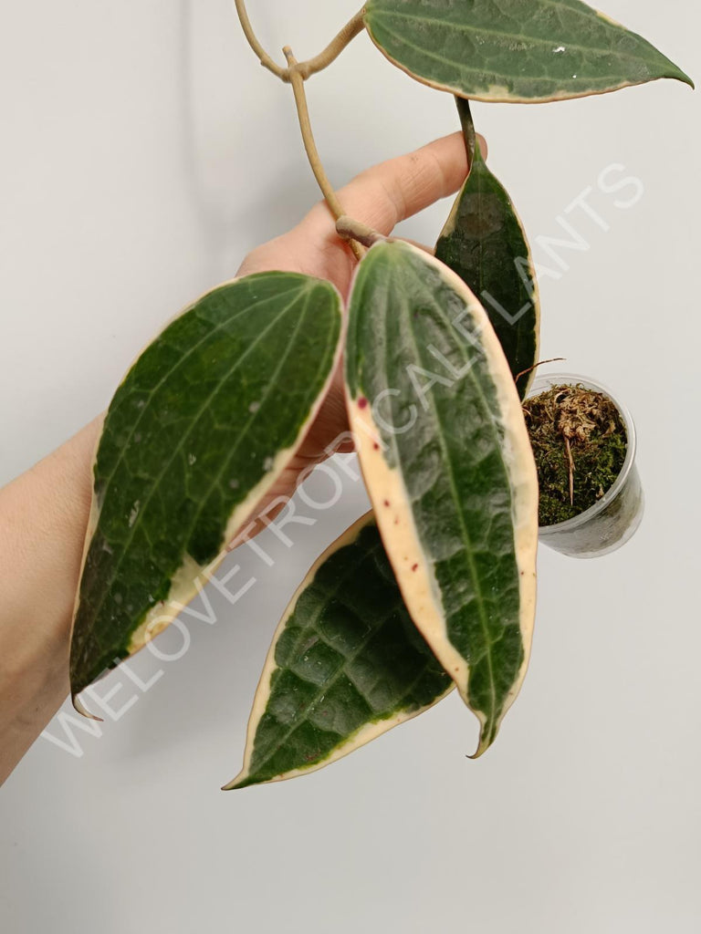 Hoya macrophylla variegata