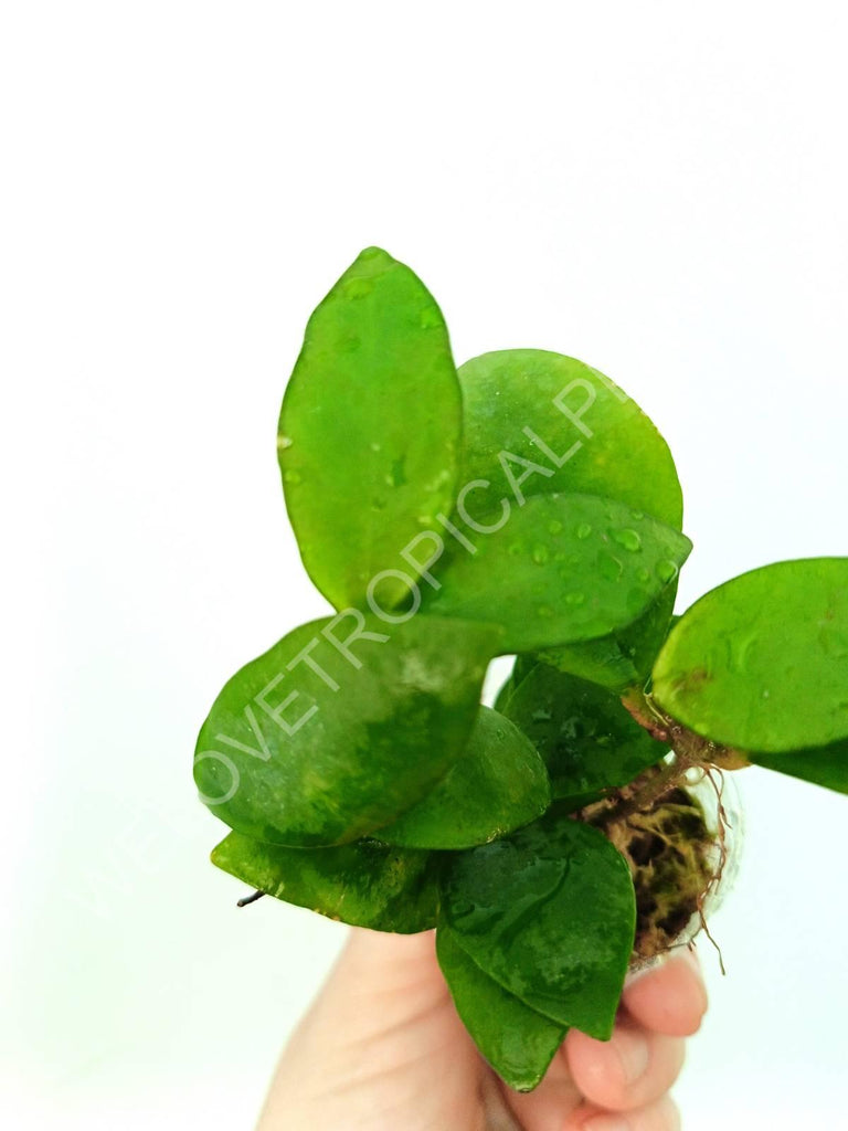 Hoya myrmecopa 'Big leaves'