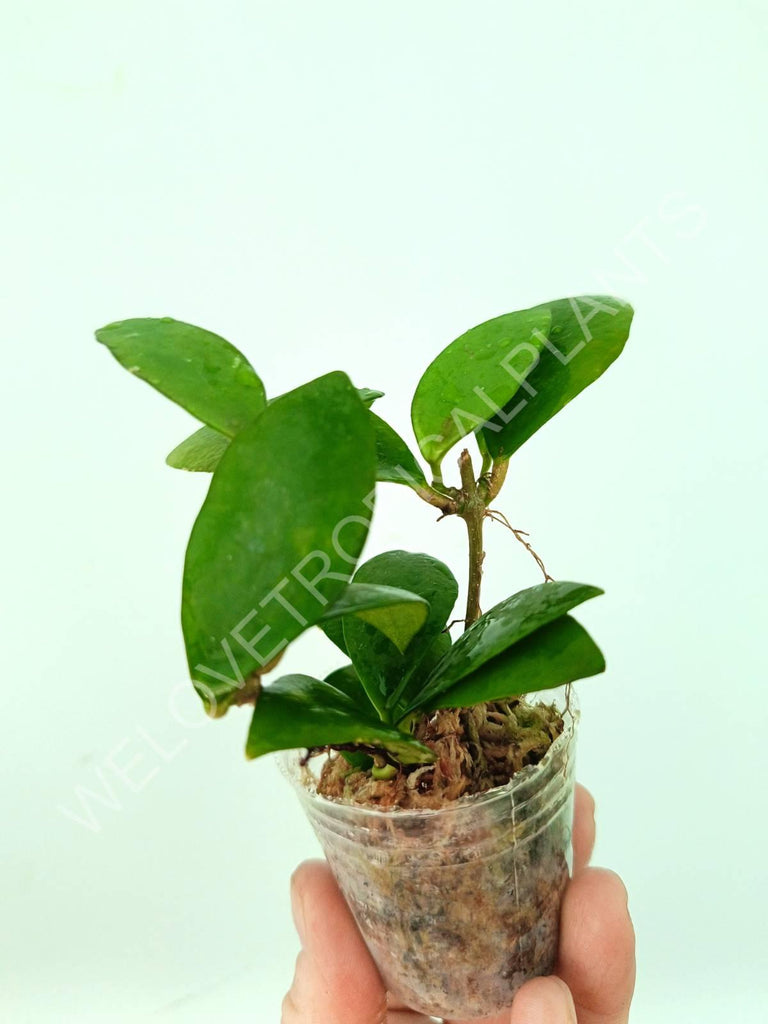 Hoya myrmecopa 'Big leaves'