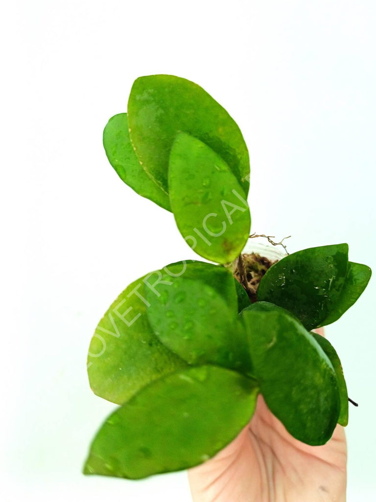 Hoya myrmecopa 'Big leaves'