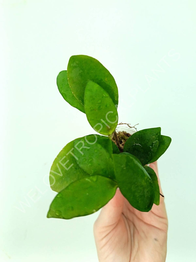 Hoya myrmecopa 'Big leaves'