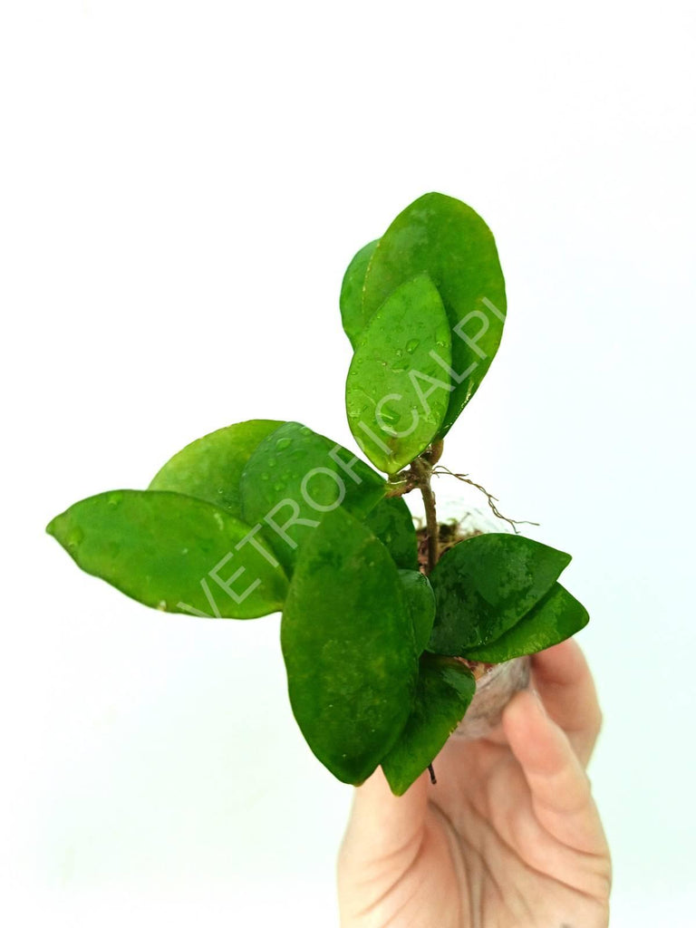 Hoya myrmecopa 'Big leaves'