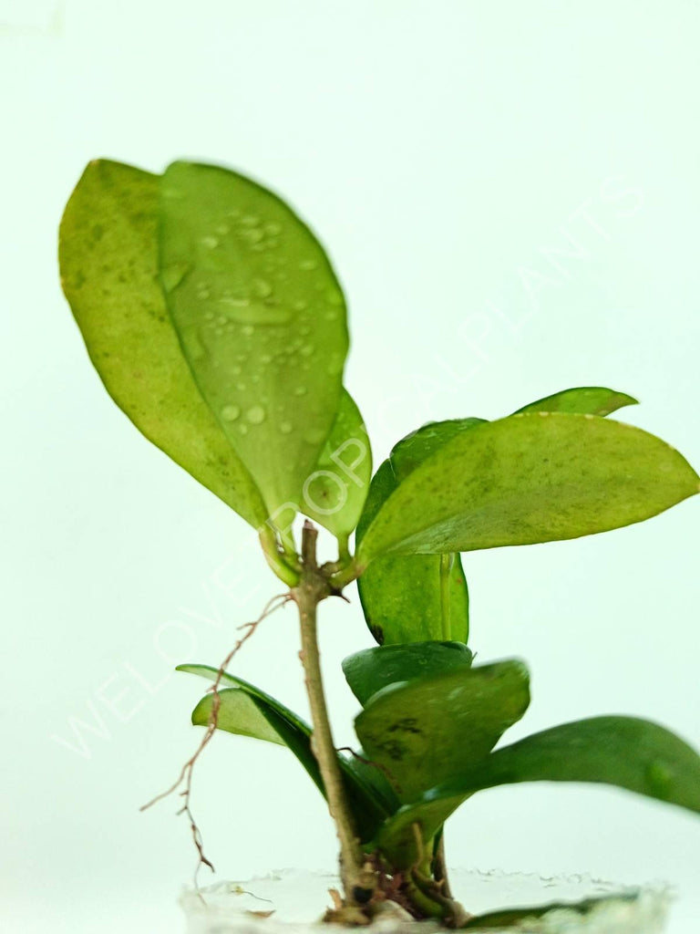 Hoya myrmecopa 'Big leaves'