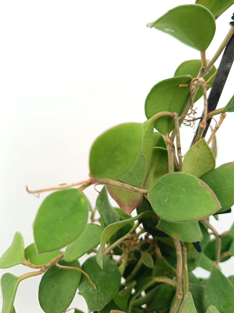 Hoya nummularioides