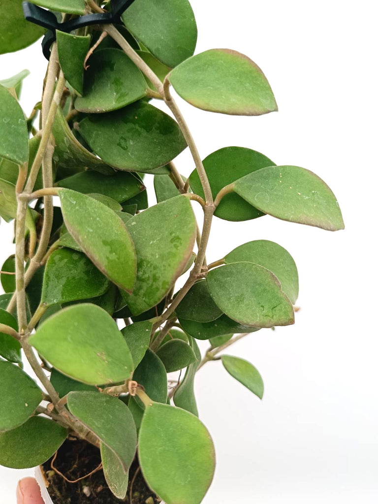 Hoya nummularioides