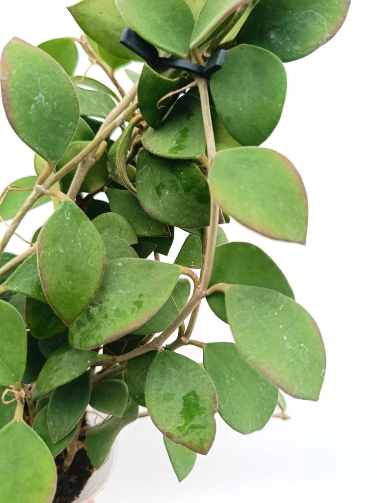 Hoya nummularioides