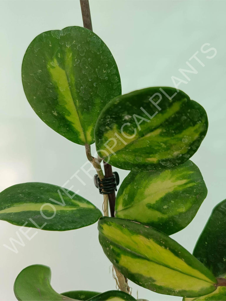 Hoya obovata variegata