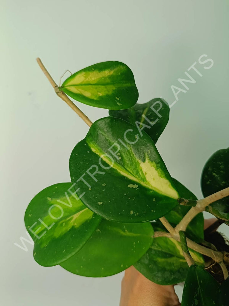 Hoya obovata variegata