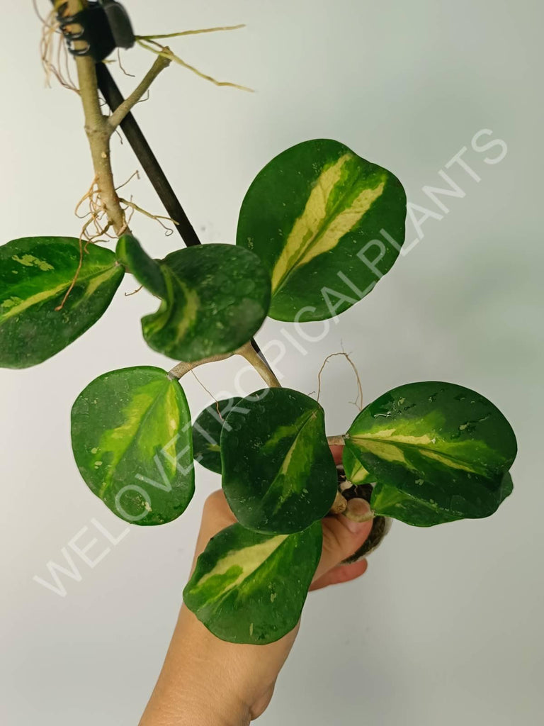 Hoya obovata variegata