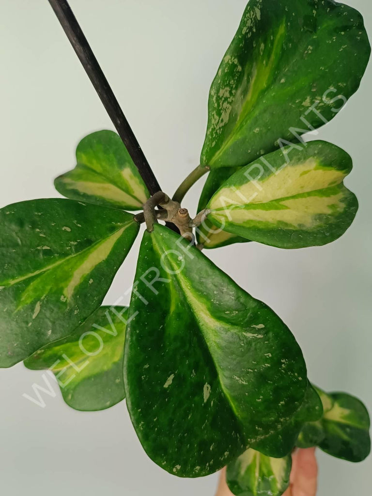 Hoya obovata variegata