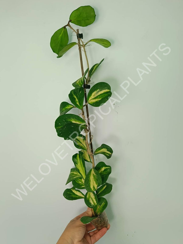 Hoya obovata variegata