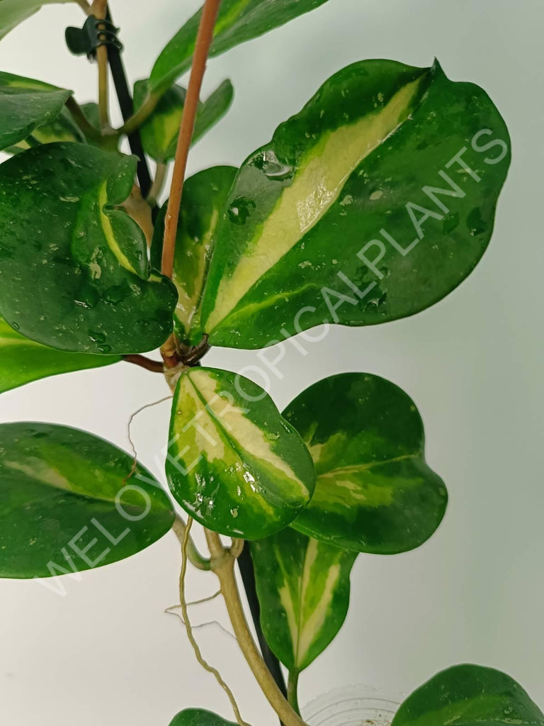 Hoya obovata variegata