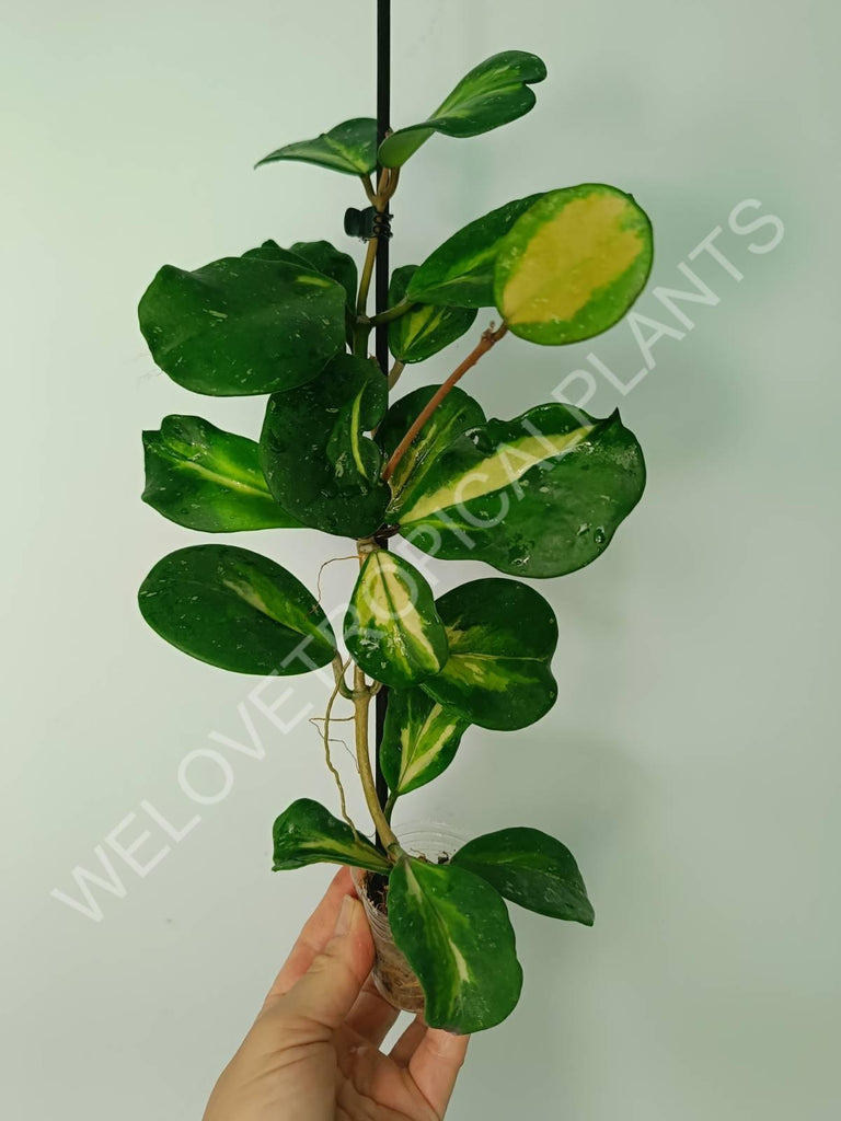 Hoya obovata variegata