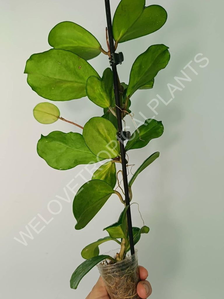 Hoya obovata variegata