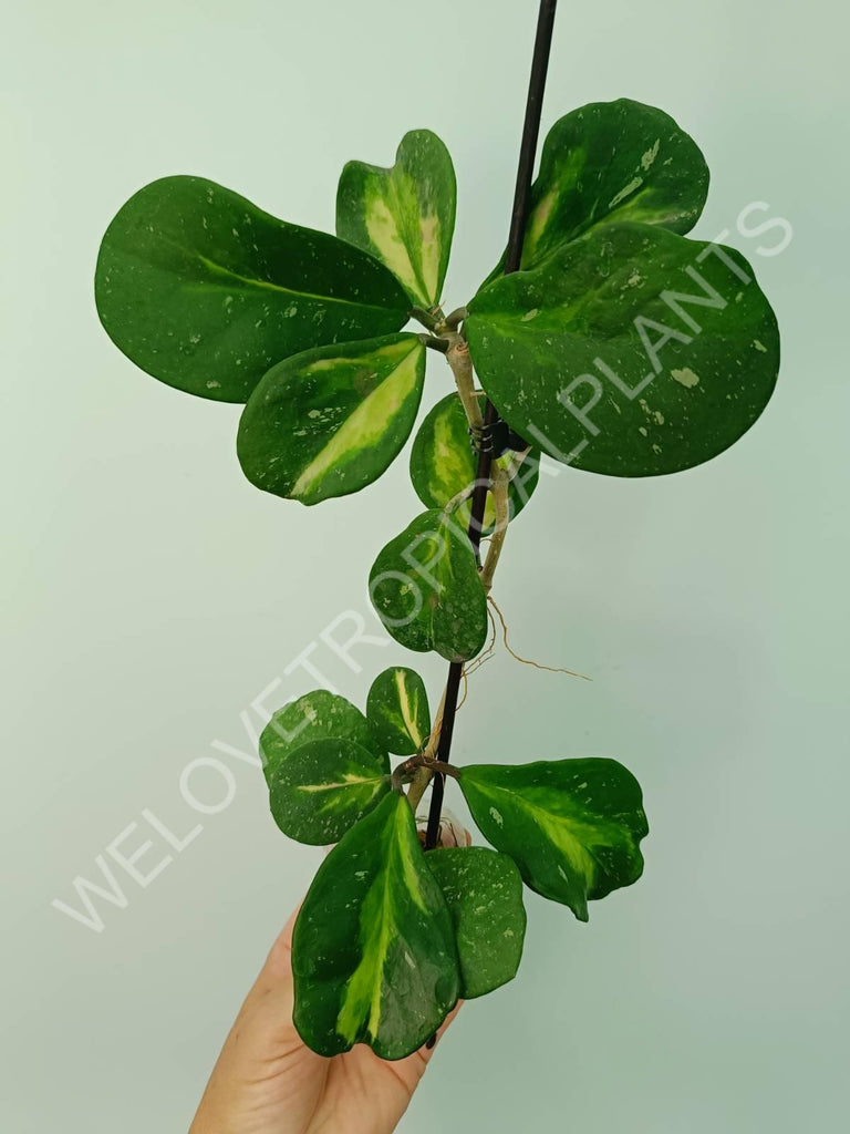 Hoya obovata variegata