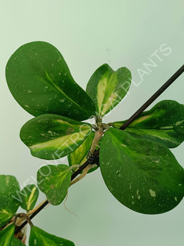 Hoya obovata variegata