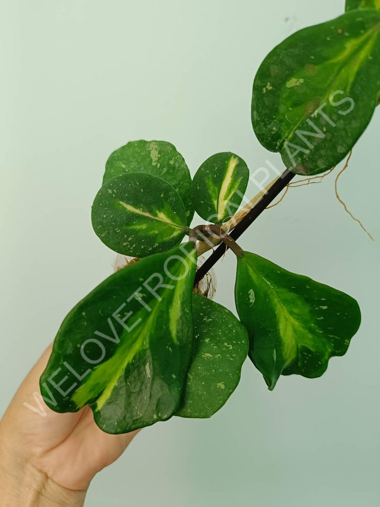 Hoya obovata variegata