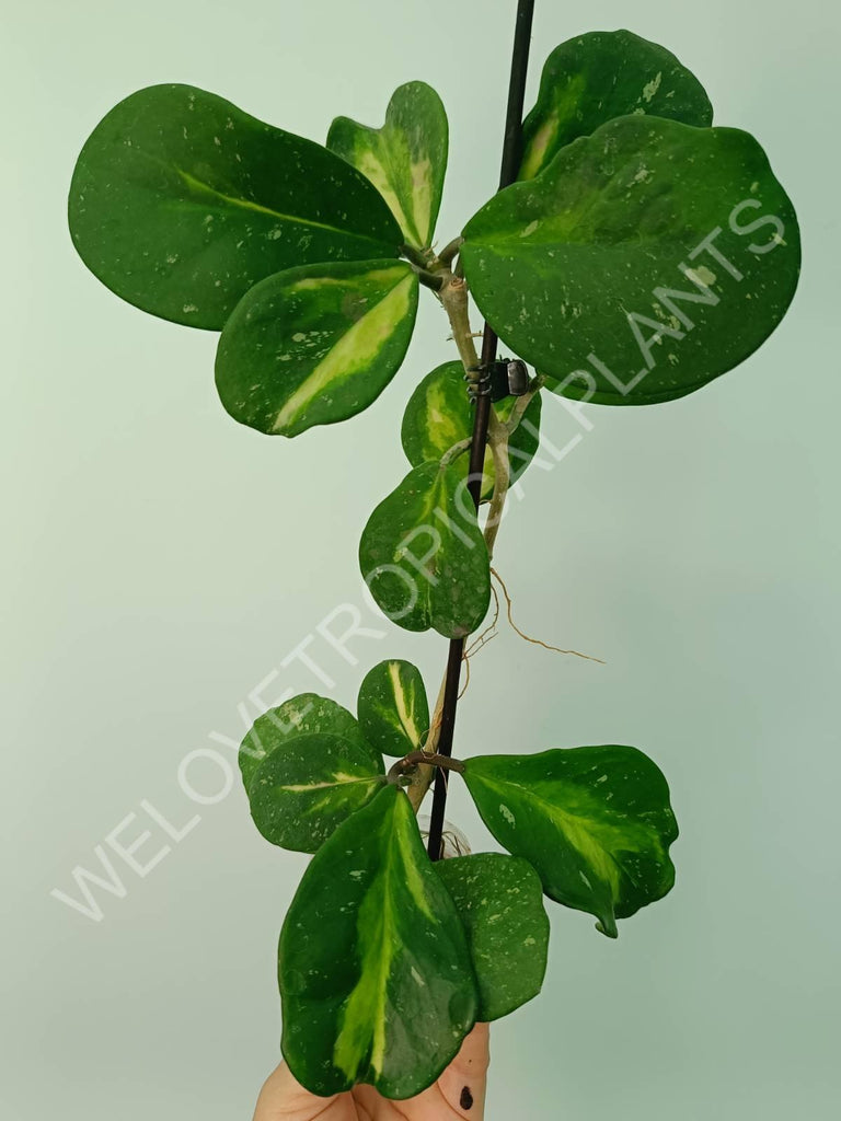 Hoya obovata variegata