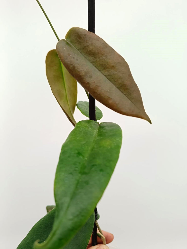 Hoya onychoides