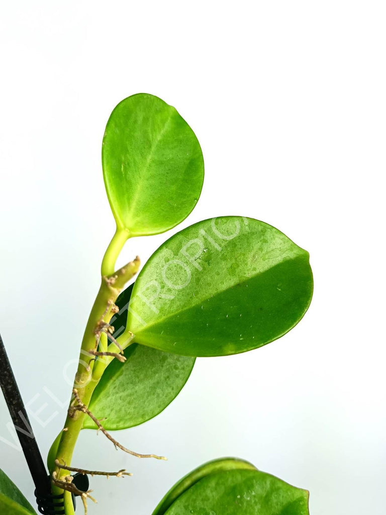 Hoya pachyclada