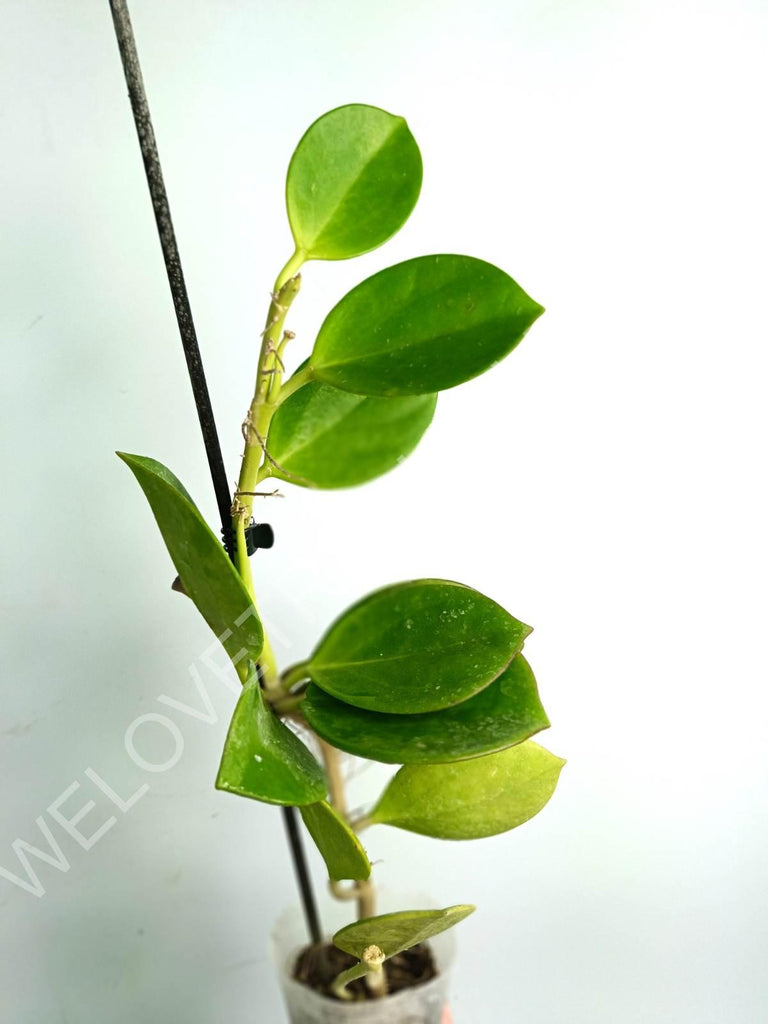 Hoya pachyclada