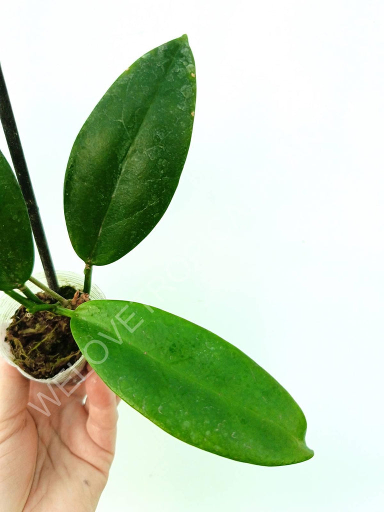 Hoya sp. 'ut 029'