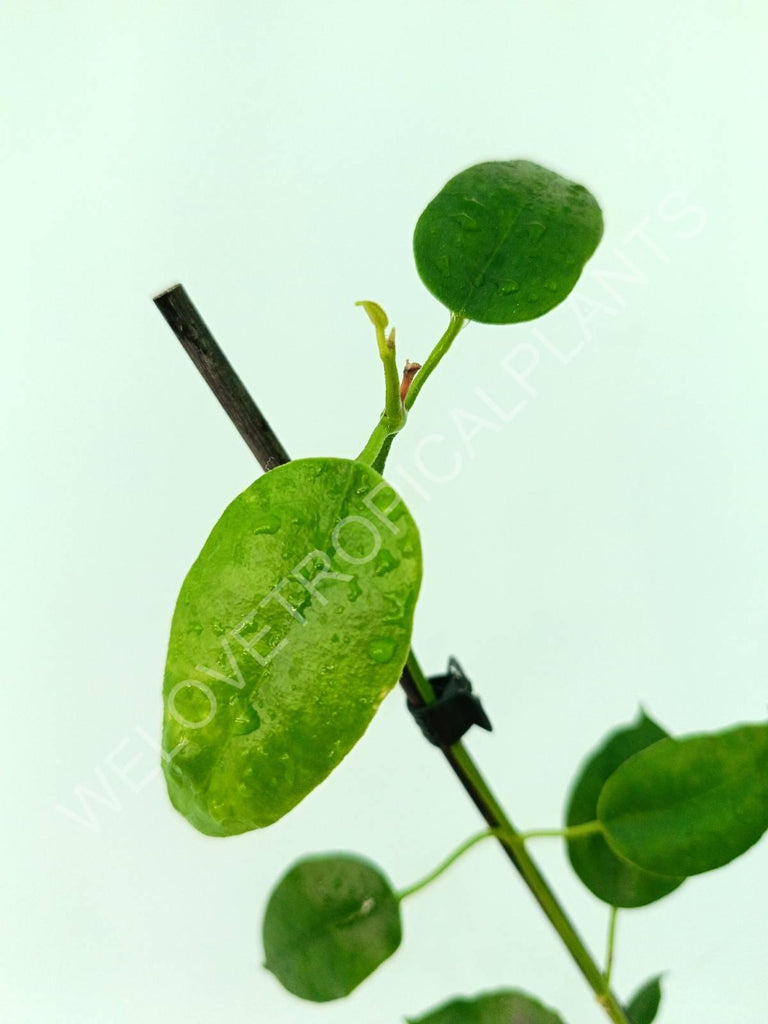 Hoya sussuela